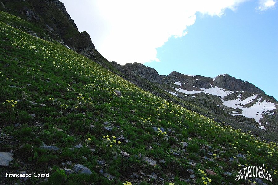 22 Un tappeto di Botton d'Oro.jpg - 22 Un tappeto di Pulsatilla Alpina